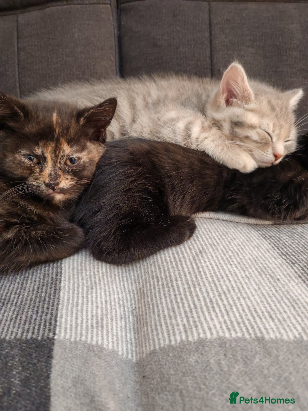 British Shorthair cats for sale: 3 kittens ready to leave  - Image 6