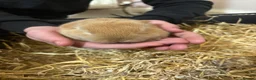 Mini Lop rabbits for sale: Ginger Mini Lop Baby in Dunblane - Advert 9