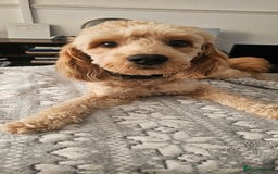 Cockapoo dogs for sale: Cockapoo Needs New Home - Image 4