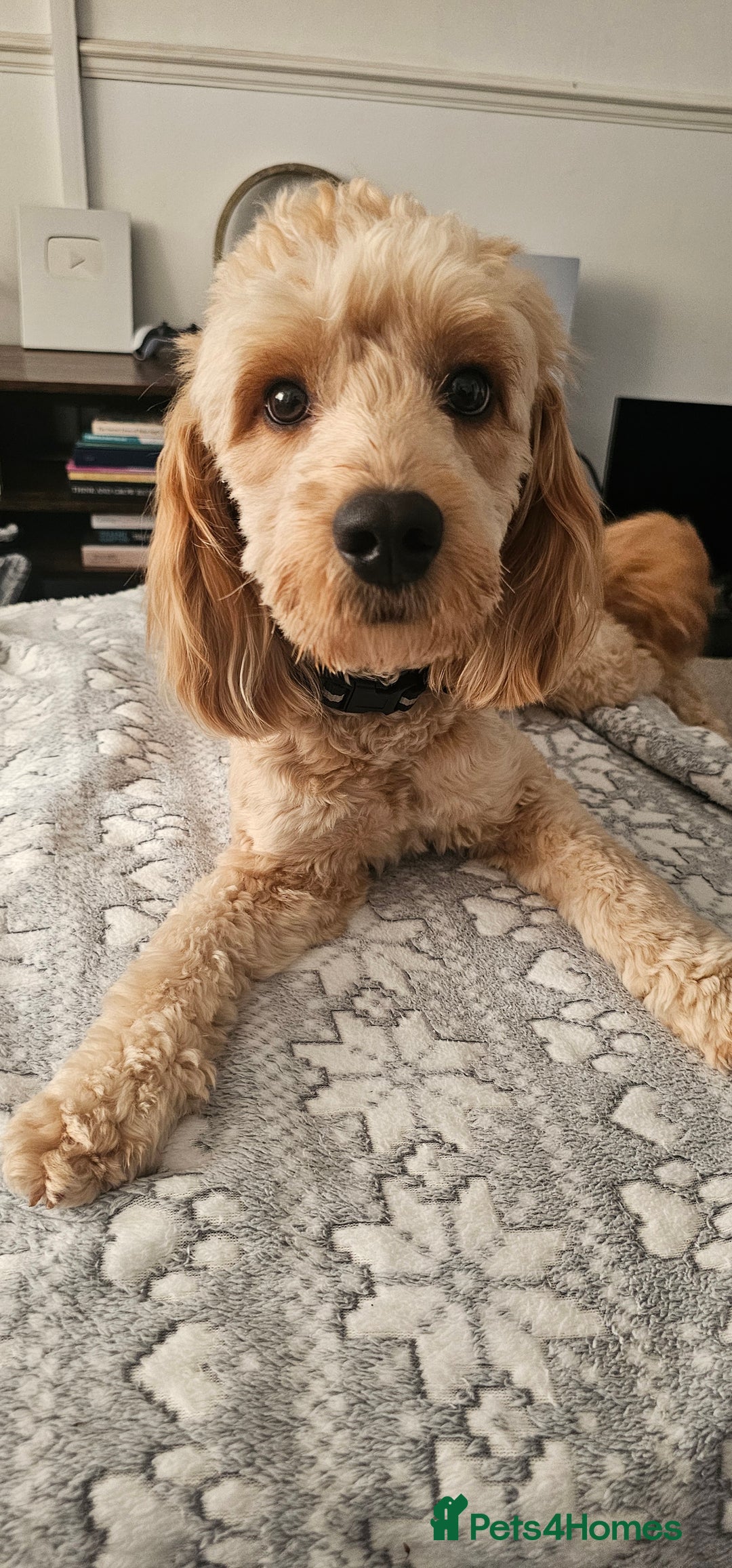 Cockapoo dogs for sale: Cockapoo Needs New Home - Image 4