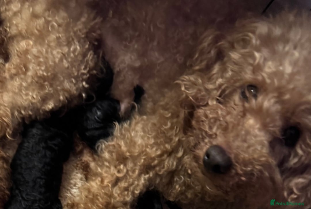 Toy Poodle dogs for sale: 5 🌟 Toy Poodle from Kc Pedigree Parents.  - Advert 2