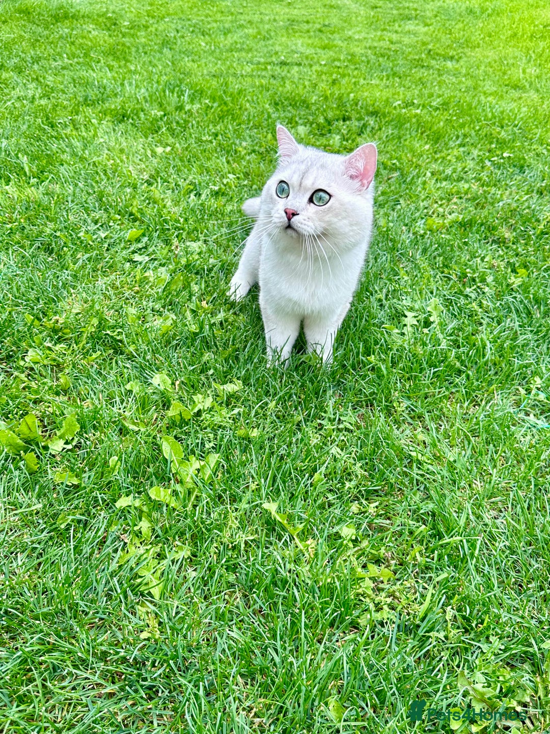 British Shorthair cats for stud: GCCF BSH (NS12) for stud  in Ipswich - Advert 9