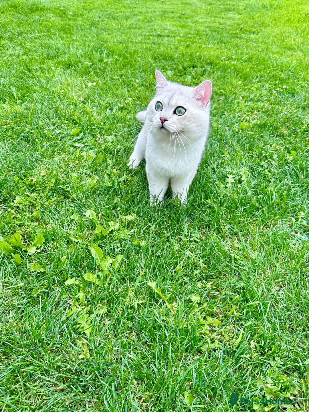 British Shorthair cats for stud: GCCF BSH (NS12) for stud  in Ipswich - Advert 10