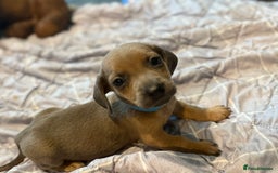 Dachshund dogs for sale: Sausage dog puppies for sale  - Image 9