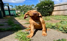 Hungarian Vizsla dogs for sale: Last, but best in litter, to go in Hove - Image 26