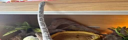 Corn Snake reptiles for sale: Gorgeous Cinder Corn Snake and full set up in Andover - Advert 16