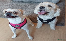 Mixed Breed dogs for sale: pug/bischion frise - Image 8