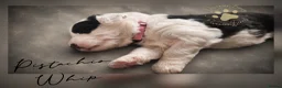 Old English Sheepdog dogs for sale: Fully health tested RKC Old English Sheepdog  - Advert 26