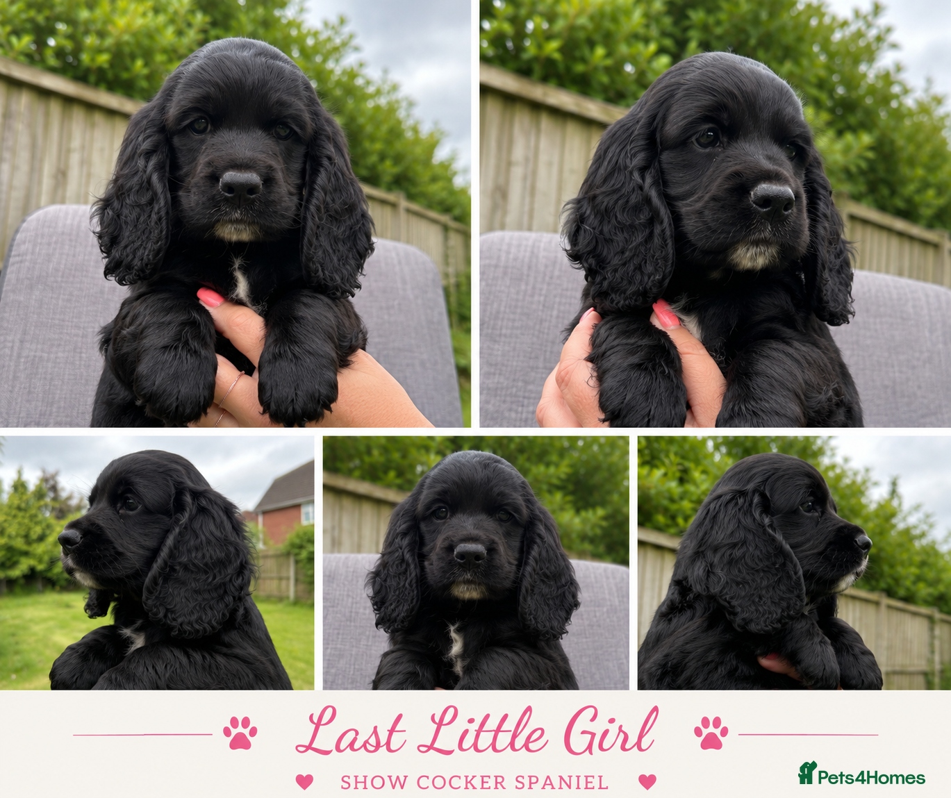 Cocker Spaniel dogs Last little girl 🚨🚨reduced🚨🚨 - Advert 5