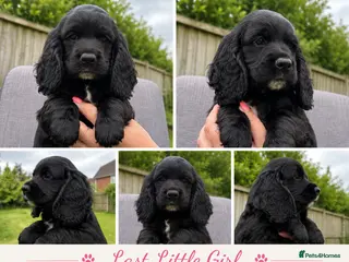 Cocker Spaniel dogs Last little girl 🚨🚨reduced🚨🚨 - Advert 5