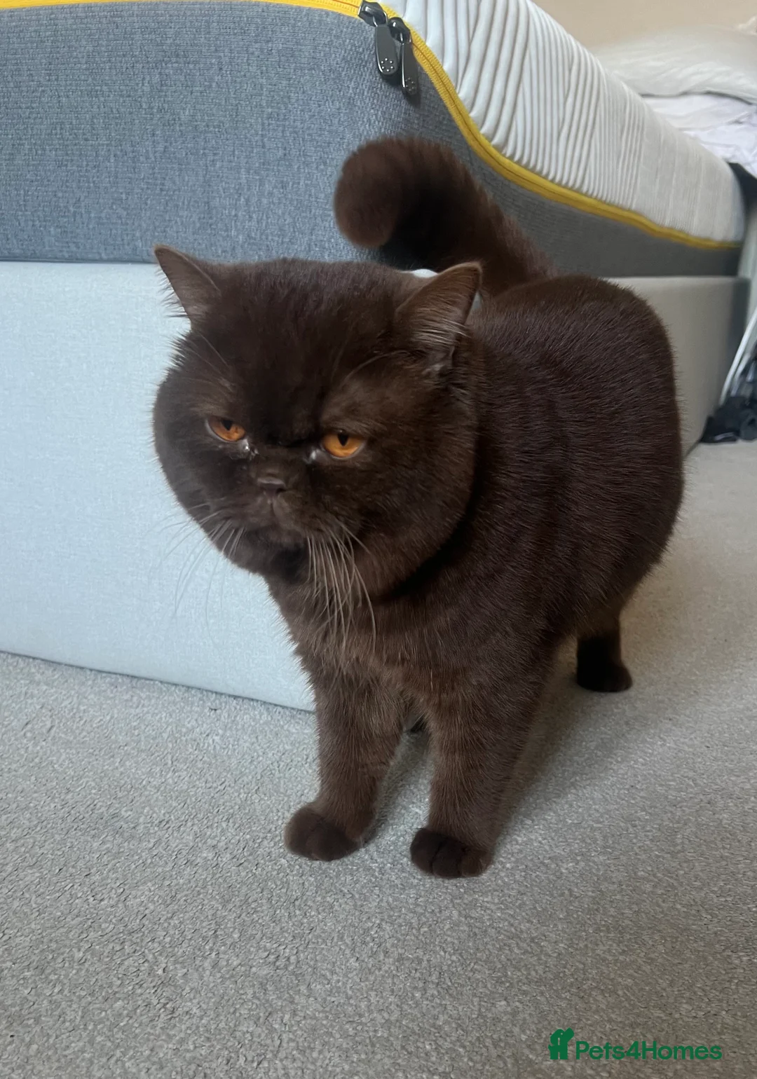 British Shorthair cats for sale: Active chocolate British short hair male - Advert 2