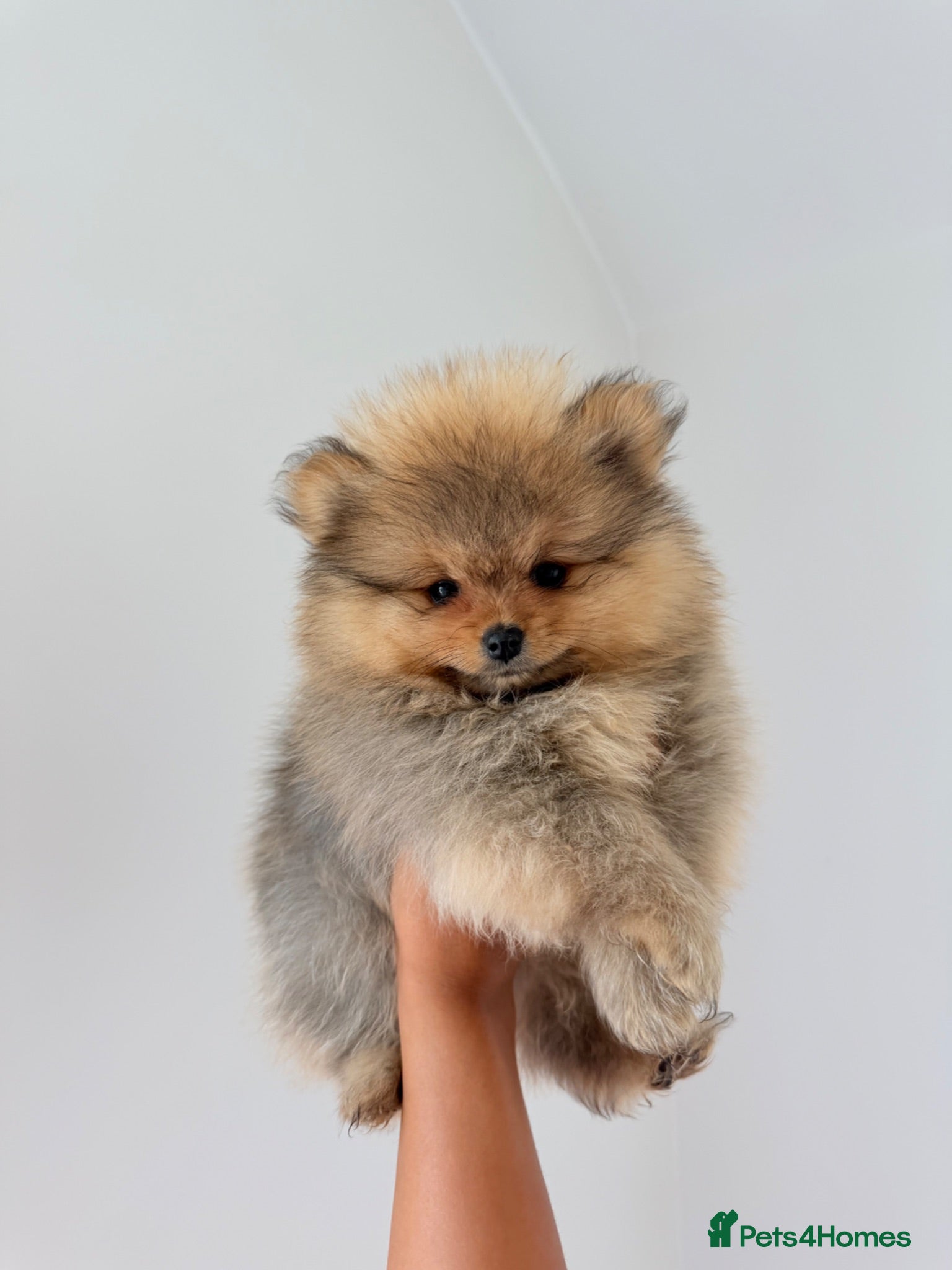 Pomeranian dogs READY TO LEAVE 5 Pomeranian PUPPIES 🫶🏽   - Advert 2