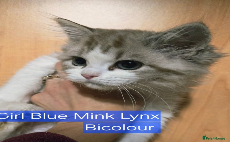 Ragdoll cats - Advert 3