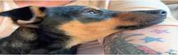 Jack Russell dogs for sale: Beautiful Black & Tan Jack Russell puppy's  - Advert 6