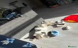 Domestic Shorthair cats for sale: Luna needs a new home! - Image 4