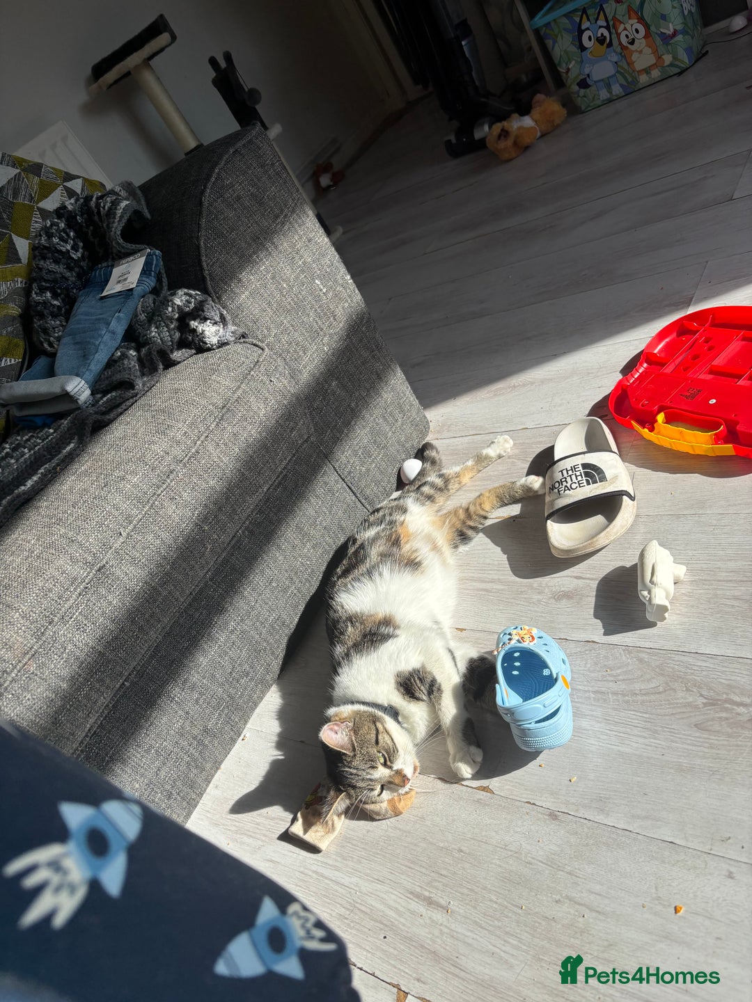 Domestic Shorthair cats for sale: Luna needs a new home! - Image 4