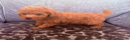 Maltipoo dogs for sale: Health tested Maltipoos - Advert 23