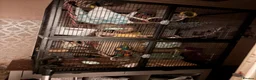 Rat rodents for sale: 2 male rats - Advert 1