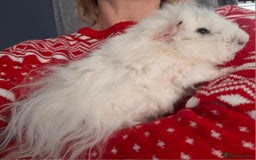 Guinea Pig rodents for sale: White guinea pig - Image 4