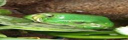 Frog reptiles for sale: 'Tweedle Dee' Whites Tree Frog Bioactive 60x45x90 in Margate - Advert 3