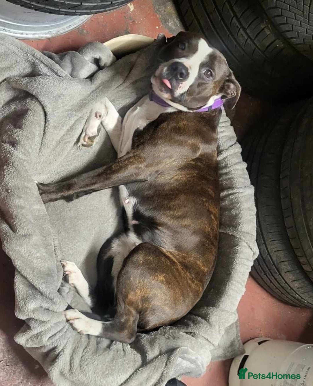 Mixed Breed dogs for sale: Dog for Adoption - Advert 1