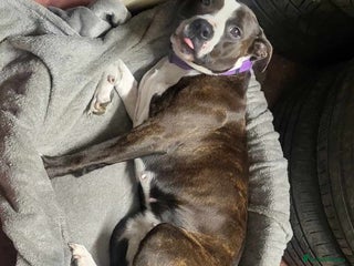 Mixed Breed dogs Dog for Adoption - Advert 1