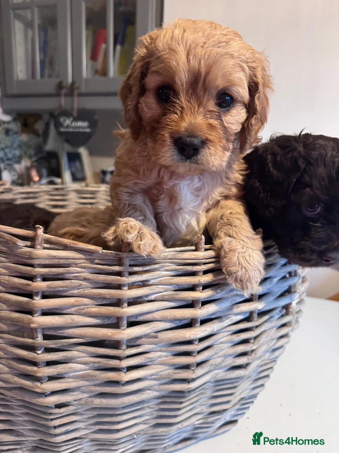Cavapoo dogs for sale: 🐶 One Beautiful Cavapoo Girl - Available 11 Feb - Advert 1
