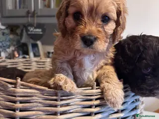 Cavapoo dogs 🐶 One Beautiful Cavapoo Girl - Available 11 Feb - Advert 7