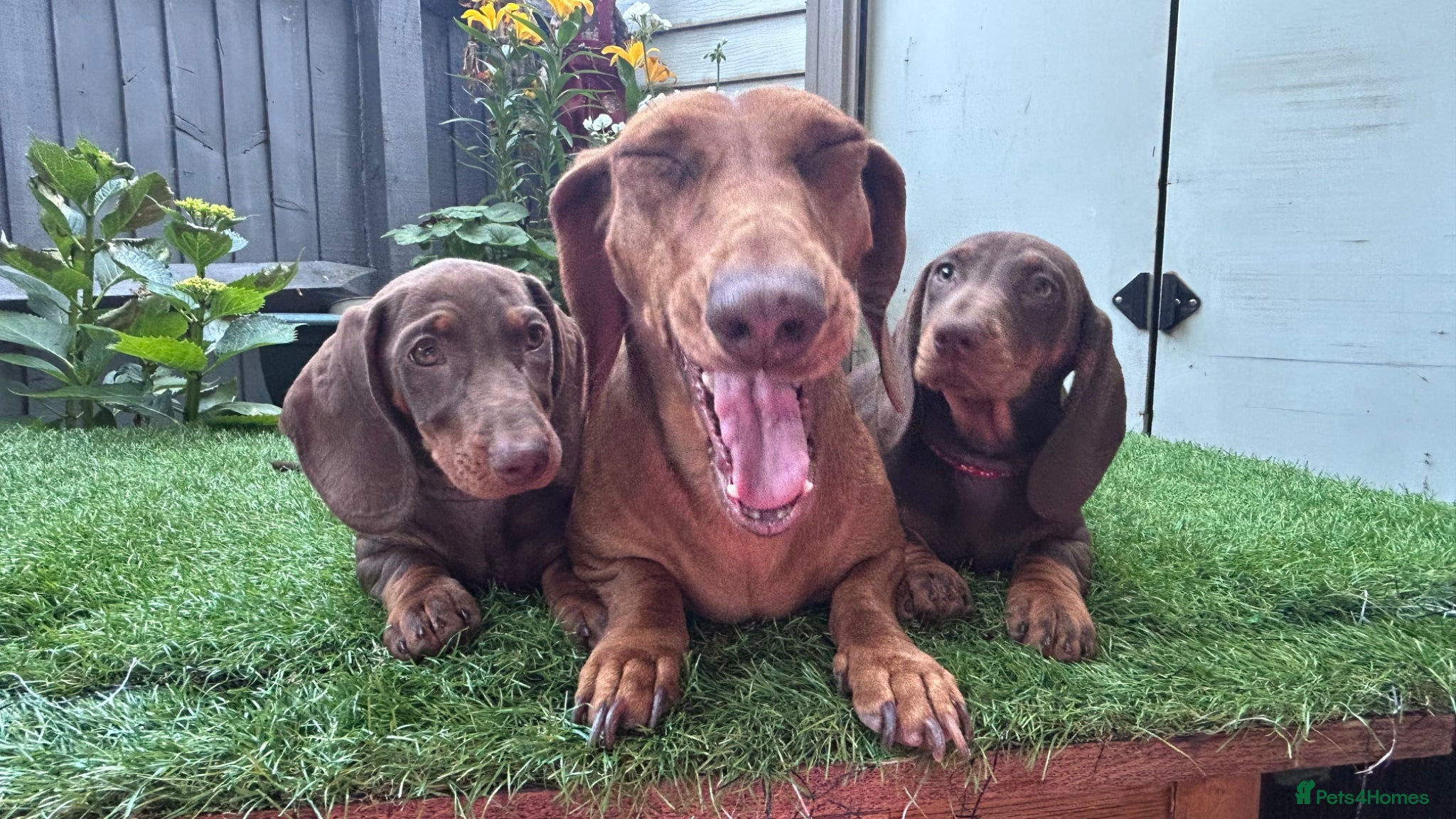 Dachshund dogs for sale: Only ONE Girl left Standard dachshund - Advert 23