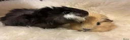 Guinea Pig rodents for sale: Baby Guinea pigs in Bristol - Advert 4