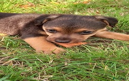 Mixed Breed dogs for sale: Border X Lakeland Terrier Puppies - Image 11