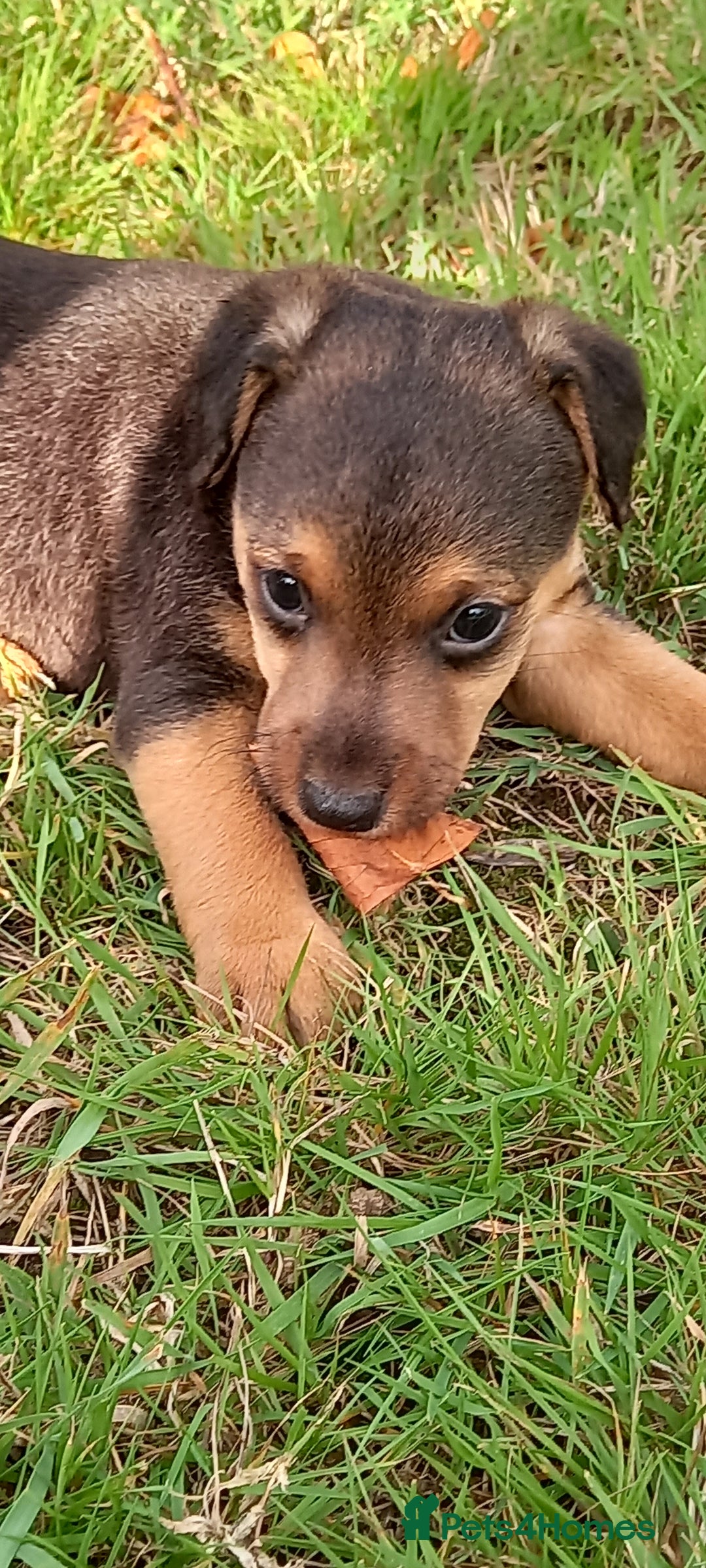 Mixed Breed dogs for sale: Border X Lakeland Terrier Puppies - Image 11