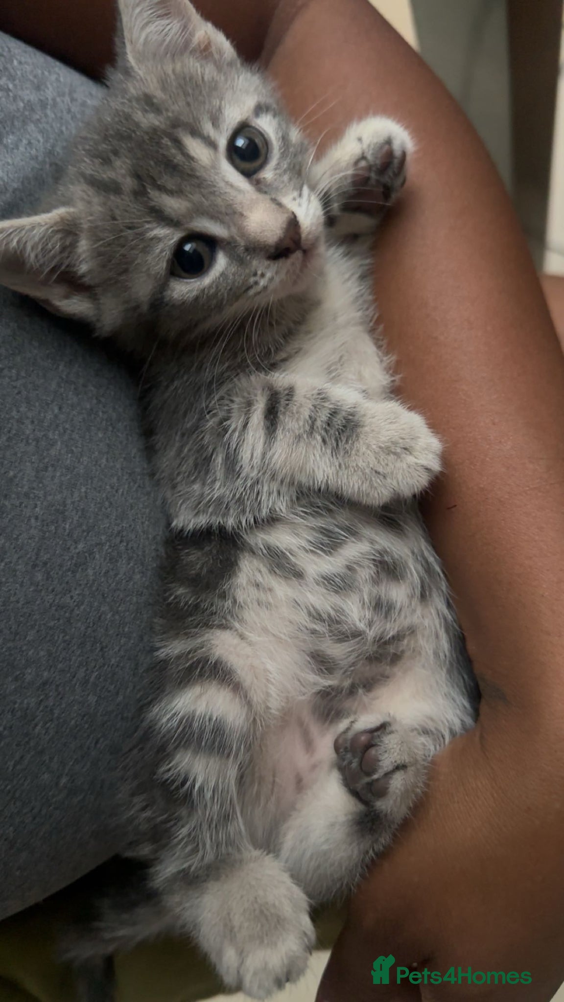 Mixed Breed cats for sale: Adorable, playful kittens ready now! in South Croydon - Advert 3