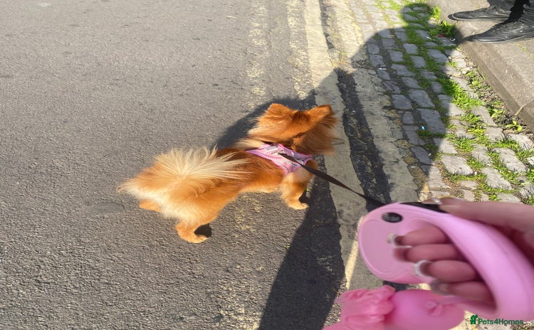 German Spitz dogs - Advert 1