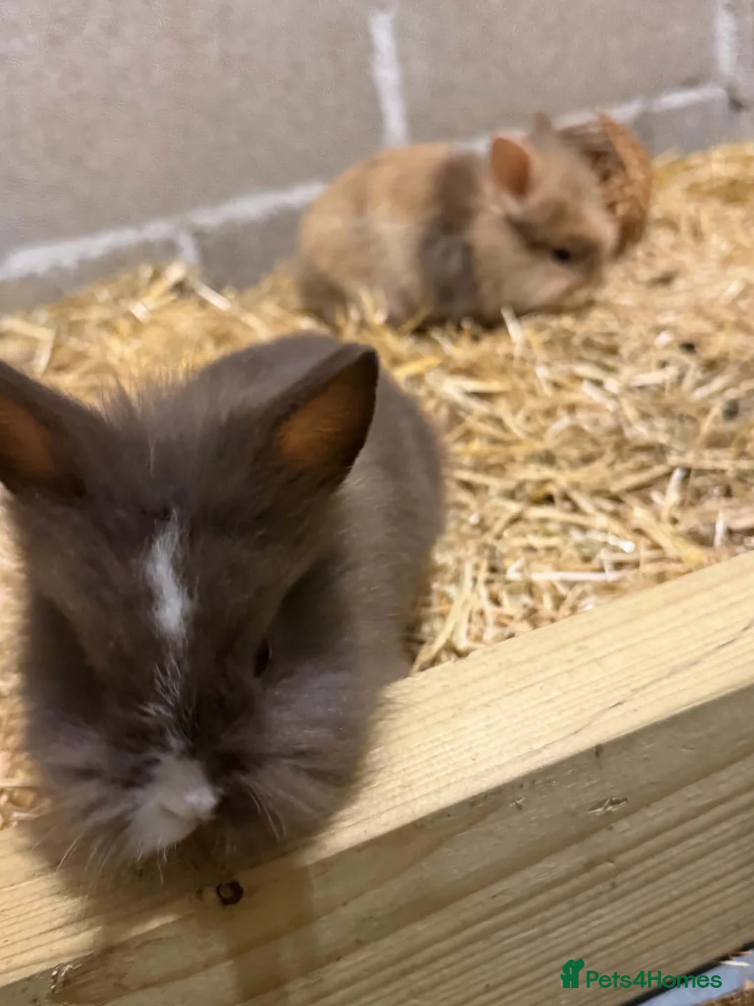 Mini Lion Lop rabbits for sale: Lion lops - Advert 2
