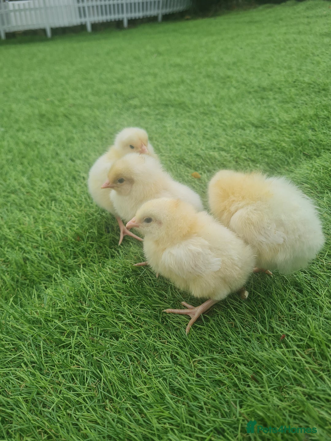 Chickens poultry for sale: Day old chicks  - Image 2