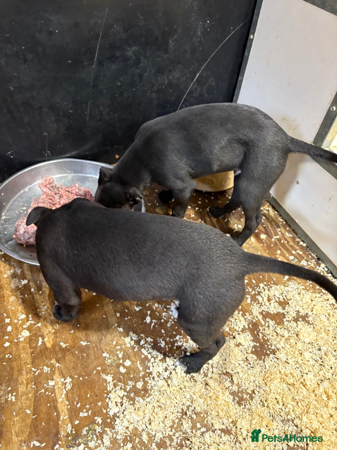 Lurcher dogs for sale: Lurcher pup - Advert 4