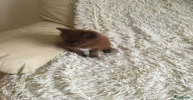 Pomsky dogs - Advert 4