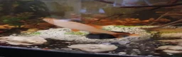 Other/Mixed Breed fish for sale: Tropical fish  - Advert 2