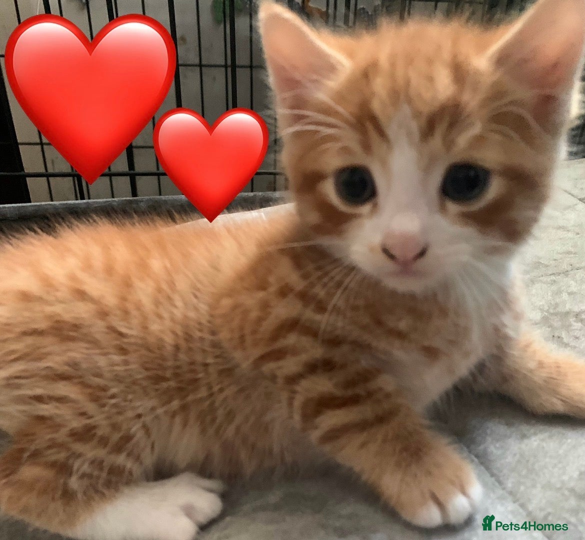 Mixed Breed cats Two ginger kittens beautiful markings  - Advert 5