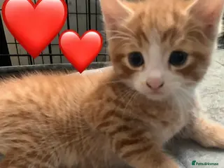 Mixed Breed cats Two ginger kittens beautiful markings - Advert 5