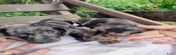 Dachshund dogs for sale: Pure joy looking for new homes  in Benfleet - Advert 12