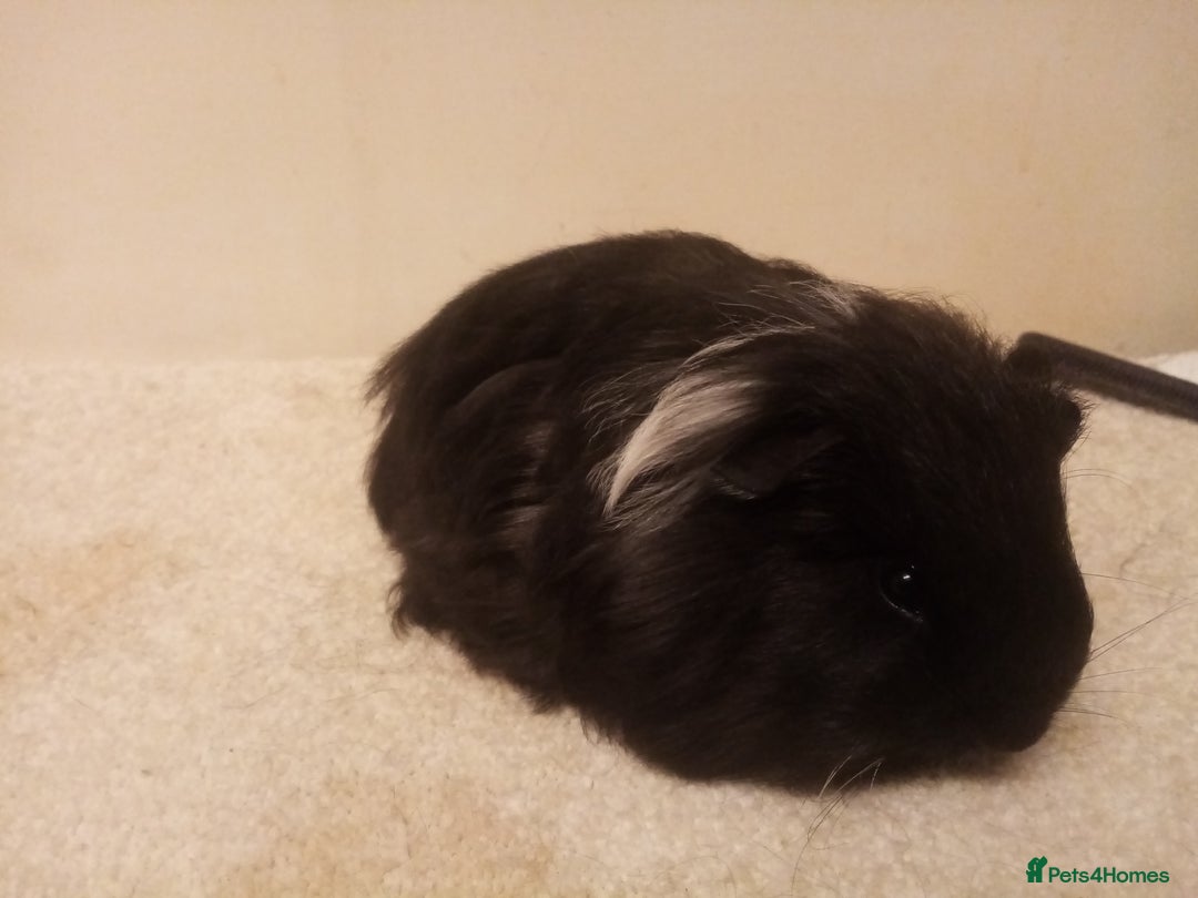 Guinea Pig rodents for sale: Long Hair Guinea pigs  - Advert 1