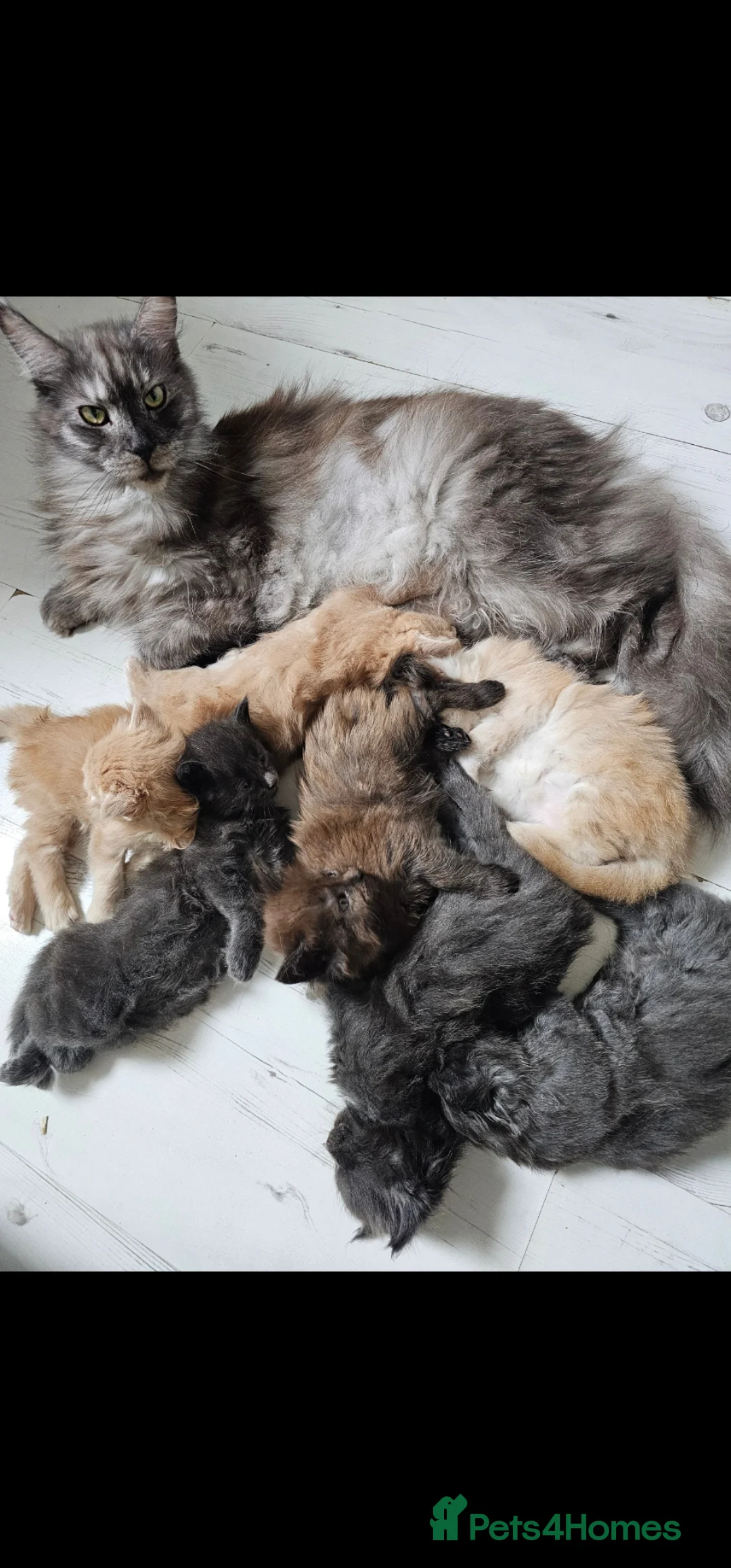 Maine Coon cats for sale: Pure Breed Maine Coon Kittens - Advert 12