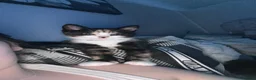 Mixed Breed cats for sale: Cat for sale - Advert 2
