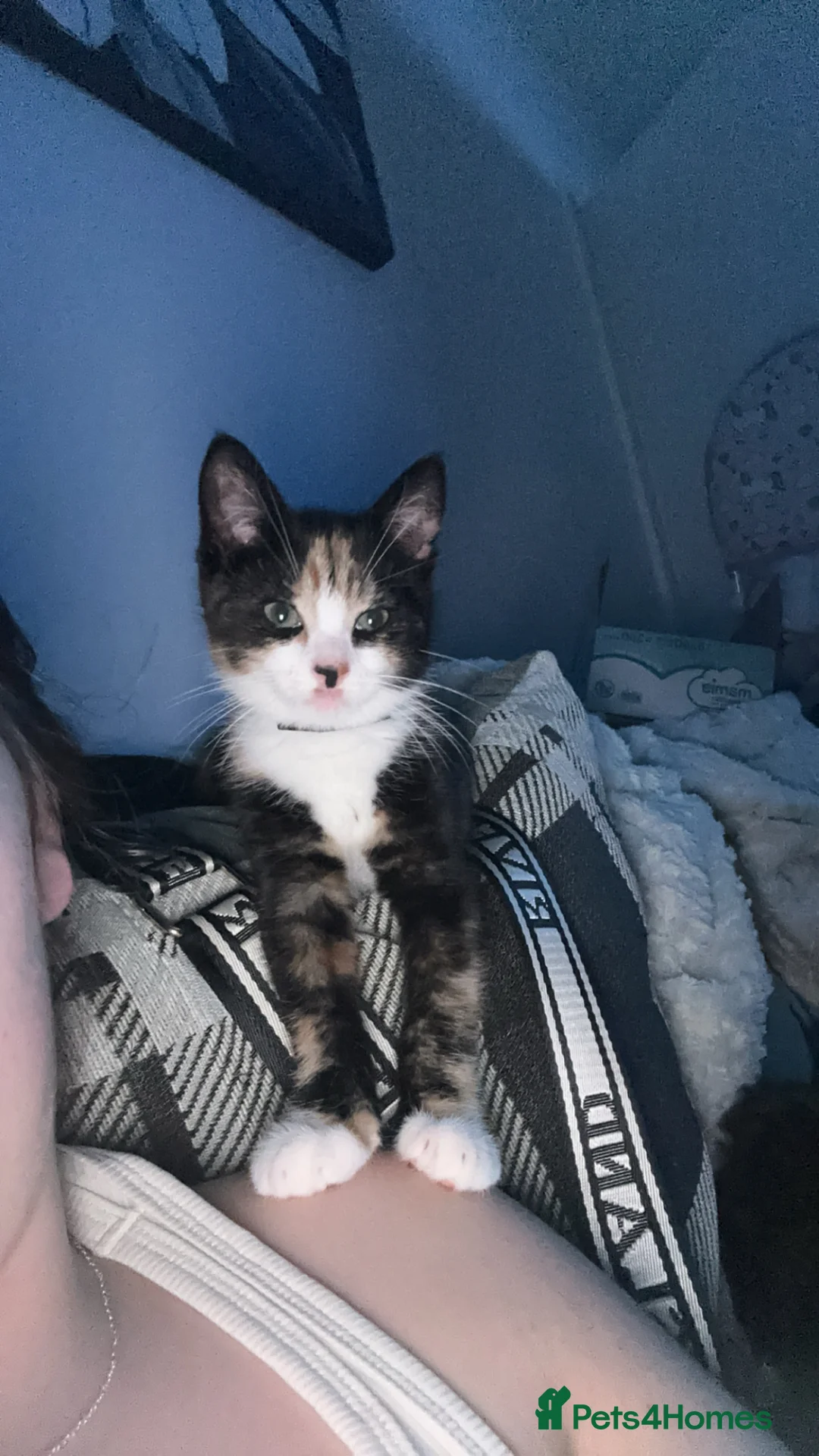 Mixed Breed cats for sale: Cat for sale - Advert 2