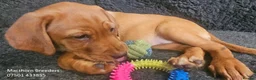 Labrador Retriever dogs for sale: Stunning Red Fox Labs-Health checked, KC Reg, FTCH - Advert 3