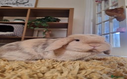 Mini Lop rabbits for sale: Male mini lop needs a new home 🏡  - Image 5