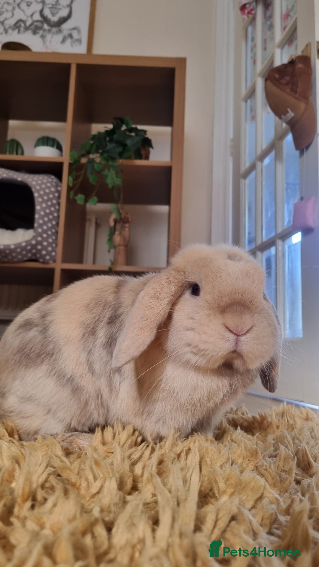 Mini Lop rabbits for sale: Male mini lop needs a new home 🏡  - Image 5