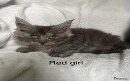 Maine Coon cats for sale: Stunning Maincoon kittens - Image 22